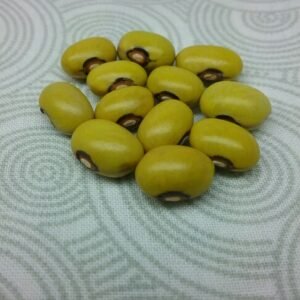 Fruhe Goldbohne Bush Bean Heirloom Seeds. Grown in Sudbury, Ontario, Canada. Organically Grown. Heritage Hobby Seed Ark.