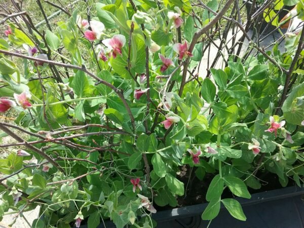 Golden Harvest Pea Seeds Heirloom Seeds Grown in Sudbury, Ontario, Canada. Grown Organically. Heritage Hobby Seed Ark.