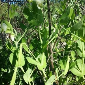 Hurst Green Shaft Pea Heirloom Seeds Grown in Sudbury, Ontario, Canada. Grown Organically. Heritage Hobby Seed Ark.