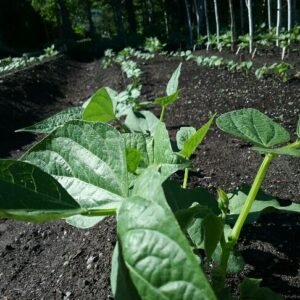 Bush Bean Seeds