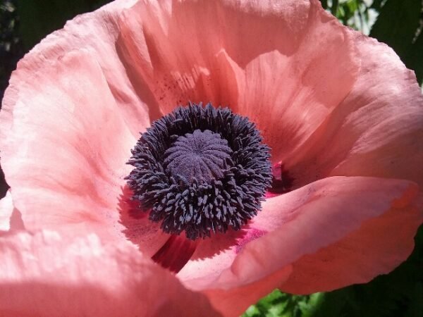 Princesse Victoria Louise Poppy Heirloom Seeds Grown in Sudbury, Ontario, Canada. Grown Organically. Heritage Hobby Seed Ark.