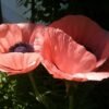 Princesse Victoria Louise Poppy Heirloom Seeds Grown in Sudbury, Ontario, Canada. Grown Organically. Heritage Hobby Seed Ark.