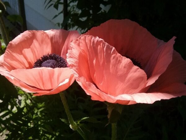 Princesse Victoria Louise Poppy Heirloom Seeds Grown in Sudbury, Ontario, Canada. Grown Organically. Heritage Hobby Seed Ark.