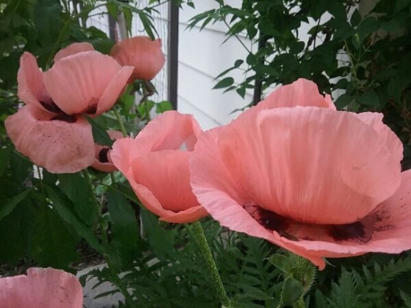 Princesse Victoria Louise Poppy Heirloom Seeds Grown in Sudbury, Ontario, Canada. Grown Organically. Heritage Hobby Seed Ark.