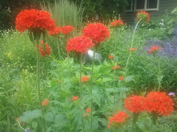 Jerusalem Cross Heirloom Seeds Grown in Sudbury, Ontario, Canada. Grown Organically. Heritage Hobby Seed Ark.