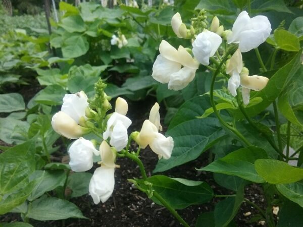 Handsome Johnny Runner Bean Heirloom Seeds Grown in Sudbury, Ontario, Canada. Grown Organically. Heritage Hobby Seed Ark.