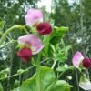 Magnolia Blossom Pea Heirloom Seeds Grown in Sudbury, Ontario, Canada. Grown Organically. Heritage Hobby Seed Ark.