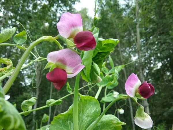 Magnolia Blossom Pea Heirloom Seeds Grown in Sudbury, Ontario, Canada. Grown Organically. Heritage Hobby Seed Ark.