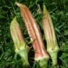 Jing Orange Okra Heirloom Seeds Grown in Sudbury, Ontario, Canada. Grown Organically. Heritage Hobby Seed Ark.