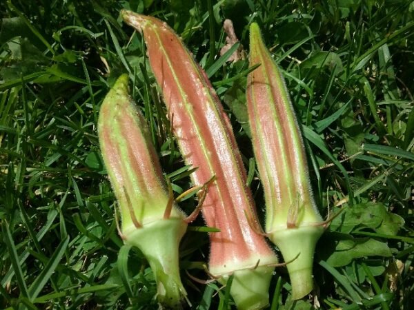 Jing Orange Okra Heirloom Seeds Grown in Sudbury, Ontario, Canada. Grown Organically. Heritage Hobby Seed Ark.