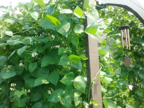 Handsome Johnny Runner Bean Heirloom Seeds Grown in Sudbury, Ontario, Canada. Grown Organically. Heritage Hobby Seed Ark.