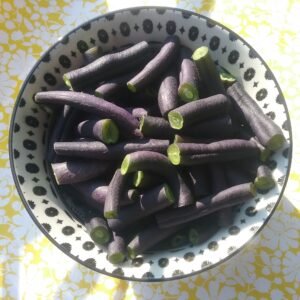 Purple Teepee Bush Bean Heirloom Seed Grown in Sudbury, Ontario, Canada. Grown Organically. Heritage Hobby Seed Ark.