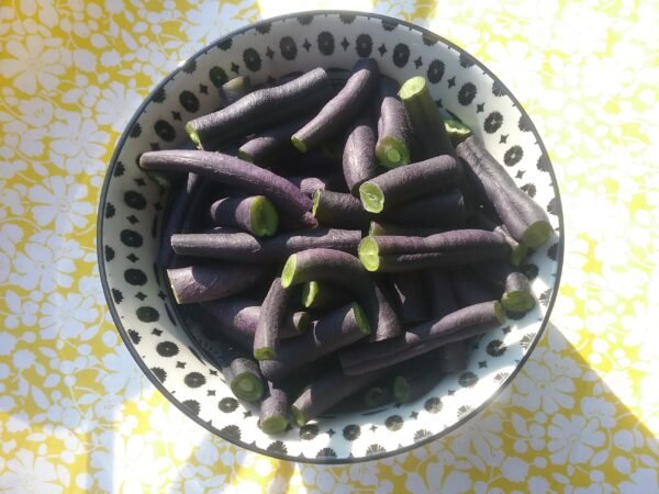 Purple Teepee Bush Bean Heirloom Seed Grown in Sudbury, Ontario, Canada. Grown Organically. Heritage Hobby Seed Ark.