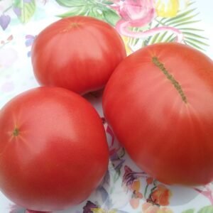 Radiator Charlie's Mortgage Lifter Tomato Heirloom Seeds Grown in Sudbury, Ontario, Canada. Grown Organically. Heritage Hobby Seed Ark.