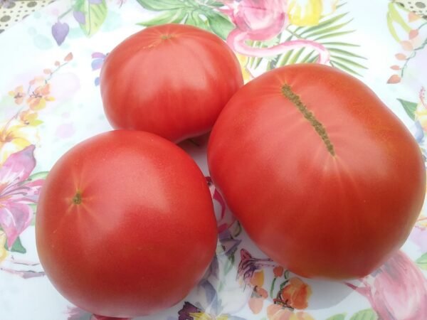 Radiator Charlie's Mortgage Lifter Tomato Heirloom Seeds Grown in Sudbury, Ontario, Canada. Grown Organically. Heritage Hobby Seed Ark.