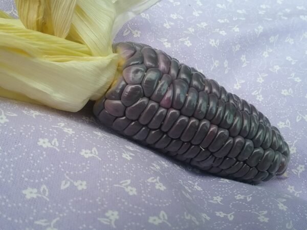 Blue Jade Sweet Corn Heirloom Seeds Grown in Sudbury, Ontario, Canada. Grown Organically. Heritage Hobby Seed Ark.