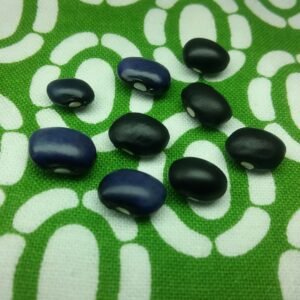 Blue Shaxamaxon Pole Bean Heirloom Seeds Grown in Sudbury, Ontario, Canada. Grown Organically. Heritage Hobby Seed Ark.