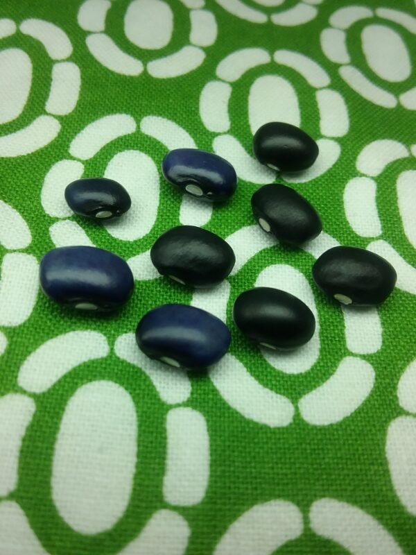 Blue Shaxamaxon Pole Bean Heirloom Seeds Grown in Sudbury, Ontario, Canada. Grown Organically. Heritage Hobby Seed Ark.