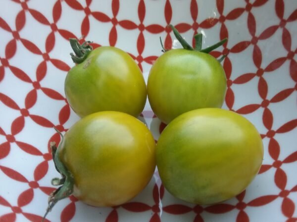 Green Grape Tomato Heirloom Seeds Grown in Sudbury, Ontario, Canada. Grown Organically. Heritage Hobby Seed Ark.