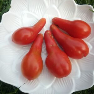 Sea Horse Tomato Heirloom Seeds Grown in Sudbury, Ontario, Canada. Grown Organically. Heritage Hobby Seed Ark.