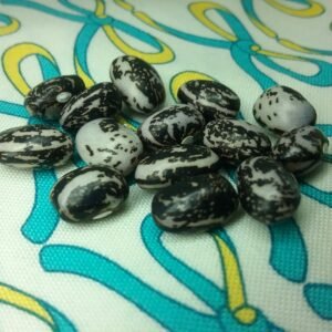 Good Mother Stallard Back & White Semi-Runner Bean Heirloom Seeds. Grown in Sudbury, Ontario, Canada. Organically Grown. Heritage Hobby Seed Ark.