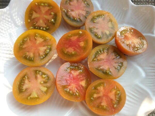 Amarillo Armadillo Tomato Rare and Heirloom Seeds Grown in Sudbury, Ontario, Canada. Grown Organically. Heritage Hobby Seed Ark.