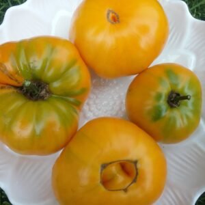 Yellow Mortgage Lifter Tomato Heirloom Seeds Grown in Sudbury, Ontario, Canada. Grown Organically. Heritage Hobby Seed Ark.