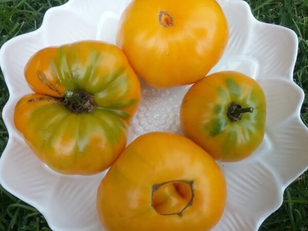 Yellow Mortgage Lifter Tomato Heirloom Seeds Grown in Sudbury, Ontario, Canada. Grown Organically. Heritage Hobby Seed Ark.