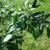 Black Cobra Pepper Heirloom Seeds Grown in Sudbury, Ontario, Canada. Grown Organically. Heritage Hobby Seed Ark.