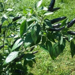 Black Cobra Pepper Heirloom Seeds Grown in Sudbury, Ontario, Canada. Grown Organically. Heritage Hobby Seed Ark.