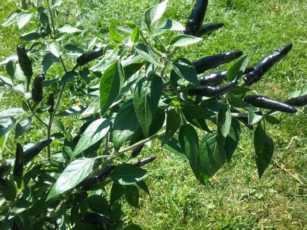 Black Cobra Pepper Heirloom Seeds Grown in Sudbury, Ontario, Canada. Grown Organically. Heritage Hobby Seed Ark.