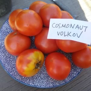 Cosmonaut Volkov Tomato Heirloom Seeds Grown in Sudbury, Ontario, Canada. Grown Organically. Heritage Hobby Seed Ark.