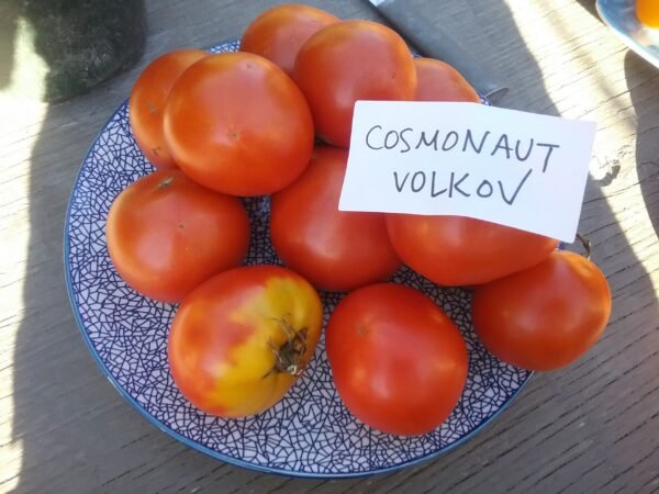 Cosmonaut Volkov Tomato Heirloom Seeds Grown in Sudbury, Ontario, Canada. Grown Organically. Heritage Hobby Seed Ark.