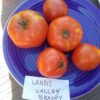 Landis Valley Brandywine Tomato Heirloom Seeds Grown in Sudbury, Ontario, Canada. Grown Organically. Heritage Hobby Seed Ark.