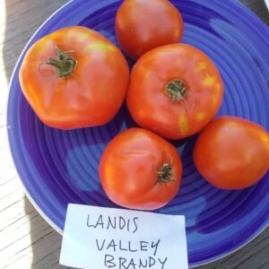 Landis Valley Brandywine Tomato Heirloom Seeds Grown in Sudbury, Ontario, Canada. Grown Organically. Heritage Hobby Seed Ark.