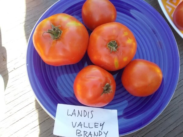 Landis Valley Brandywine Tomato Heirloom Seeds Grown in Sudbury, Ontario, Canada. Grown Organically. Heritage Hobby Seed Ark.