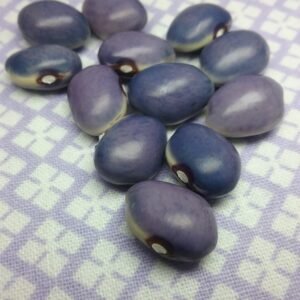 Fagiola Viola di Asiago Heirloom Seeds. Grown in Sudbury, Ontario, Canada. Organically Grown. Heritage Hobby Seed Ark.