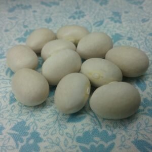 White Horticultural Semi-Runner Bean Heirloom Seeds Grown in Sudbury, Ontario, Canada. Grown Organically. Heritage Hobby Seed Ark.