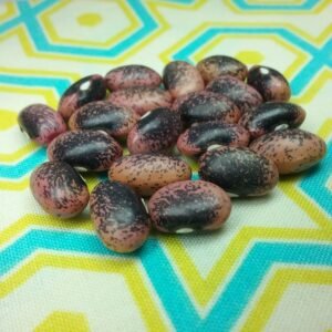 Tarahumara Purple Star Pole Bean Heirloom Seeds Grown in Sudbury, Ontario, Canada. Grown Organically. Heritage Hobby Seed Ark.