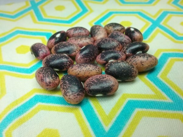 Tarahumara Purple Star Pole Bean Heirloom Seeds Grown in Sudbury, Ontario, Canada. Grown Organically. Heritage Hobby Seed Ark.