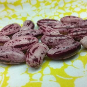 Candy Semi-Runner Bean Heirloom Seeds. Grown in Sudbury, Ontario, Canada. Organically Grown. Heritage Hobby Seed Ark.