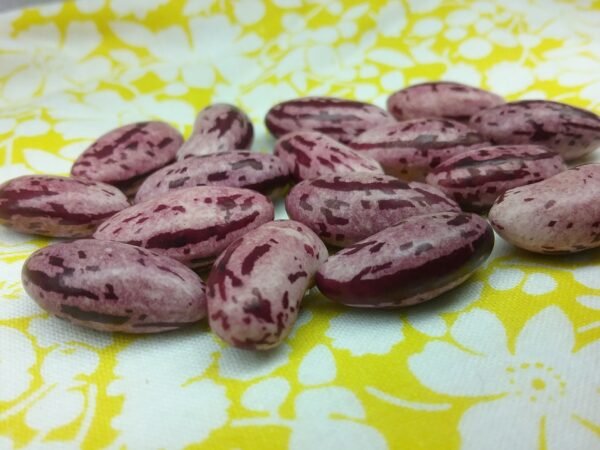 Candy Semi-Runner Bean Heirloom Seeds. Grown in Sudbury, Ontario, Canada. Organically Grown. Heritage Hobby Seed Ark.