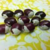 Inca Pea Bean Pole Heirloom Seeds. Grown in Sudbury, Ontario, Canada. Organically Grown. Heritage Hobby Seed Ark.