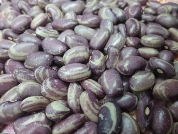 Yoeme Pastel Eye Bean Heirloom Seeds Grown in Sudbury, Ontario, Canada. Grown Organically. Heritage Hobby Seed Ark.