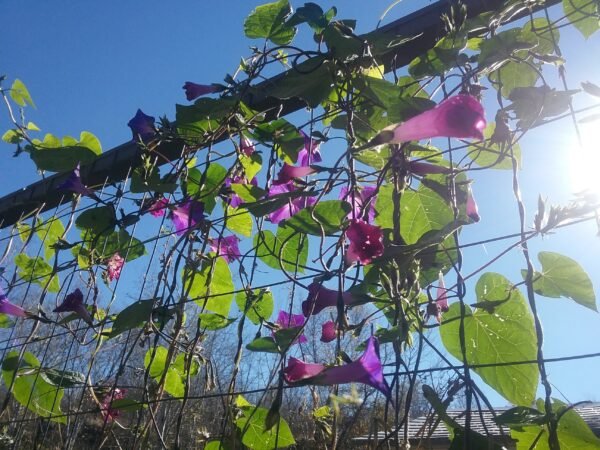 Grandpa Ott's Morning Glory Heirloom Seeds Grown in Sudbury, Ontario, Canada. Grown Organically. Heritage Hobby Seed Ark.