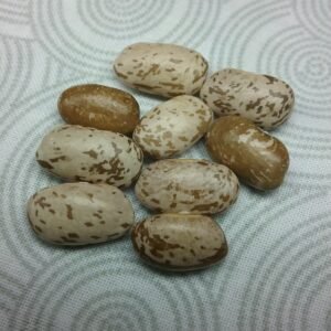 North Star Pinto Bush Bean Heirloom Seeds. Grown in Sudbury, Ontario, Canada. Organically Grown. Heritage Hobby Seed Ark.