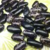 KIng's Knight Bish Bean Heirloom Seeds. Grown in Sudbury, Ontario, Canada. Organically Grown. Heritage Hobby Seed Ark.