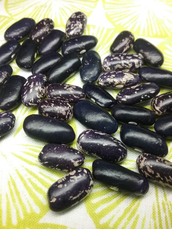 KIng's Knight Bish Bean Heirloom Seeds. Grown in Sudbury, Ontario, Canada. Organically Grown. Heritage Hobby Seed Ark.