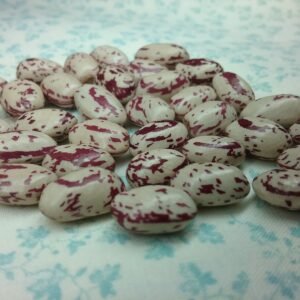 Speckled Bay Bush Bean Heirloom Seeds Grown in Sudbury, Ontario, Canada. Grown Organically. Heritage Hobby Seed Ark.