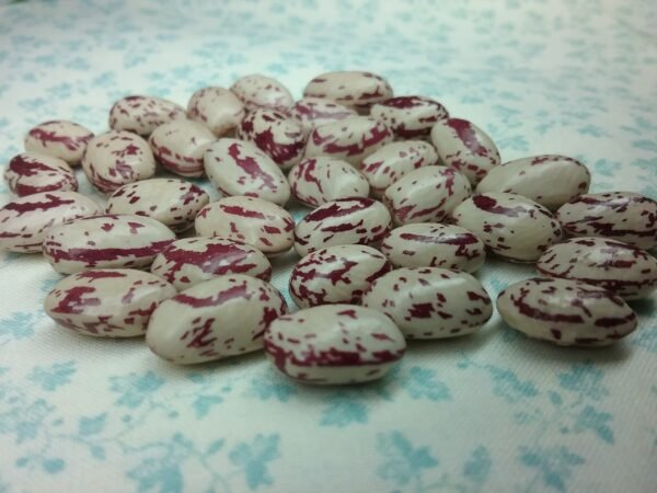 Speckled Bay Bush Bean Heirloom Seeds Grown in Sudbury, Ontario, Canada. Grown Organically. Heritage Hobby Seed Ark.